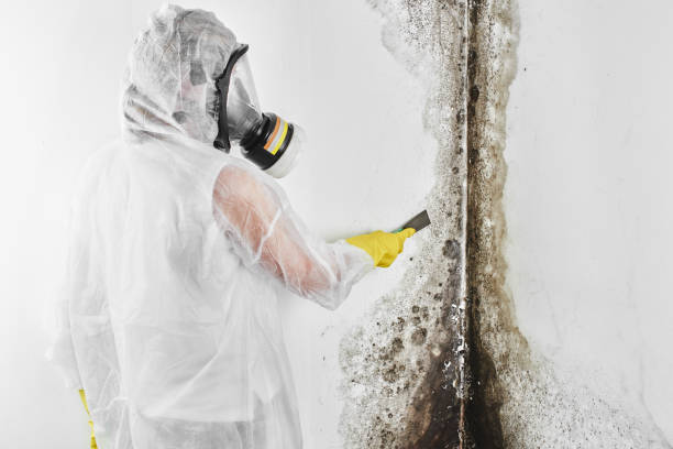 Best Residential Mold Removal  in Randallstown, MD