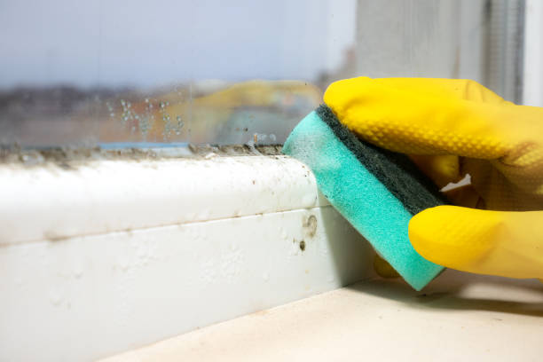 Trusted Randallstown, MD Mold Removal Experts