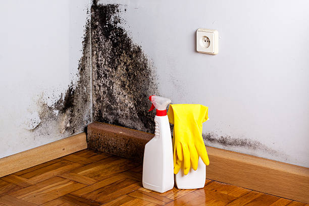 Trusted Randallstown, MD Mold Removal Experts