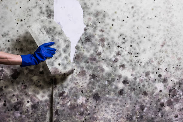 Mold Removal and Inspection in Randallstown, MD