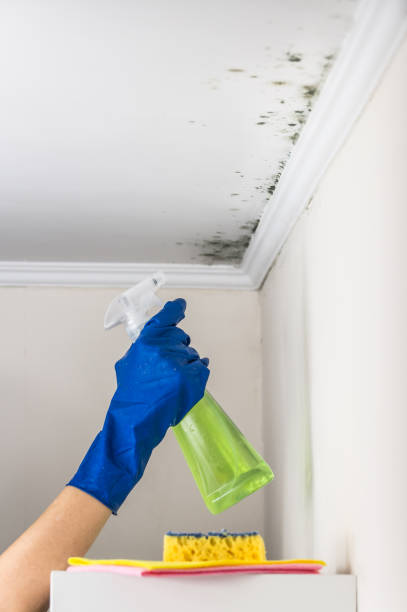 Best Black Mold Removal  in Randallstown, MD